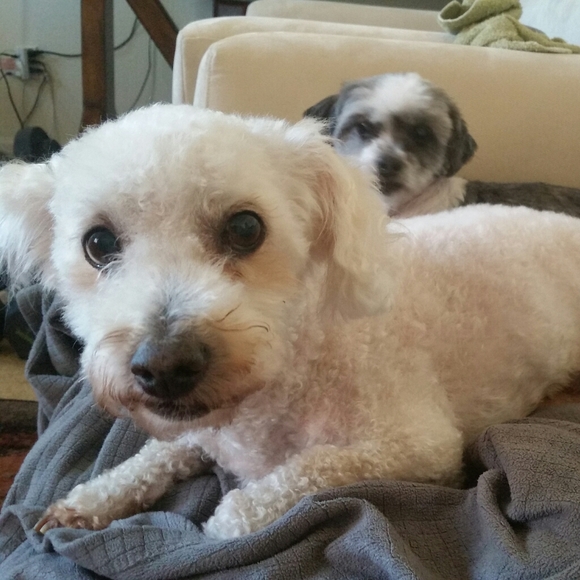 Meet your Posher, 🐰 - Picture 2 of 4